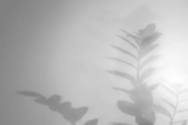 Σκιά Των Κλαδιών Του Φυτού Φόντο Φωτός Χώρος Για Κείμενο — Φωτογραφία Αρχείου