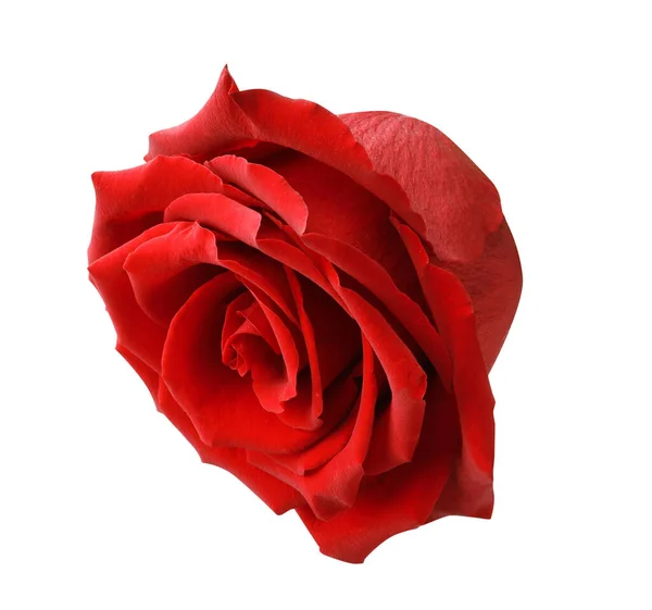 Hermosa Rosa Roja Fresca Aislada Blanco — Foto de Stock