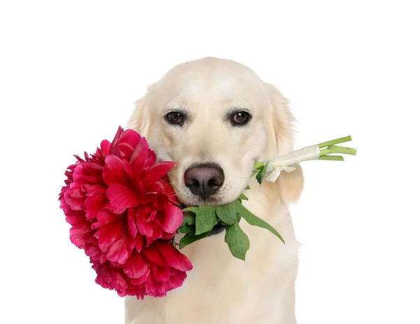 Leuke Labrador Retriever Met Mooie Pioenroos Bloemen Witte Achtergrond — Stockfoto