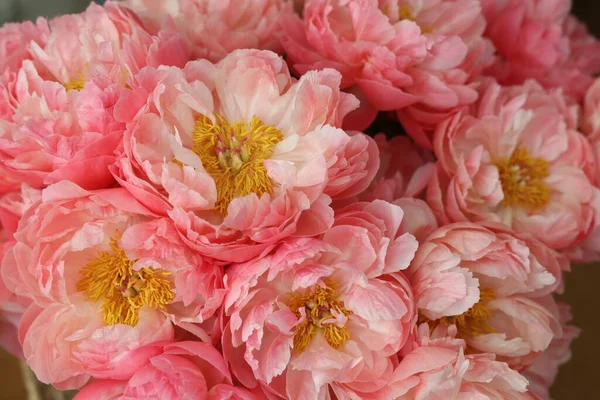 Veel Mooie Roze Pioenroos Bloemen Close Uitzicht — Stockfoto