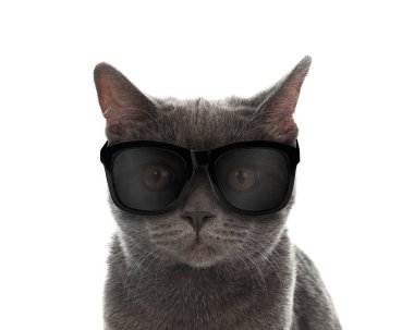 Beyaz arka planda güneş gözlüklü sevimli pofuduk kedi.