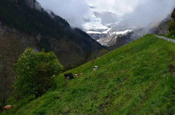牧草地で霧や牛の放牧で覆われた山々の美しい景色 — ストック写真