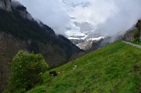 美丽的山景被雾覆盖 奶牛在草地上吃草 — 图库照片
