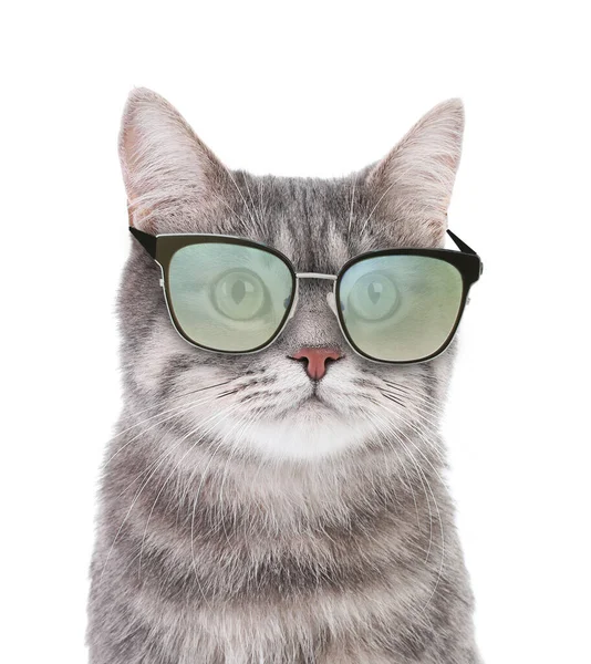 Cute Fluffy Cat Sunglasses Isolated White — Stock Photo, Image