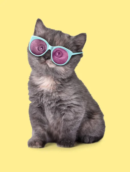 Cute Fluffy Kitten Sunglasses Light Yellow Background — Stock Photo, Image