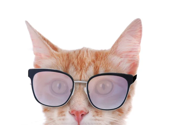 Cute Red Cat Sunglasses White Background — Stock Photo, Image