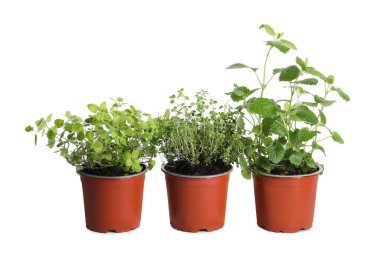 Beyaz arka planda farklı aromatik saksı bitkileri