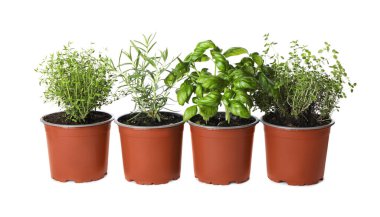 Beyaz arka planda farklı aromatik saksı bitkileri