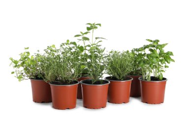 Beyaza izole edilmiş farklı aromatik saksı bitkileri.