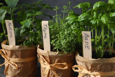 Farklı aromatik saksı bitkilerinin yakın görüntüsü