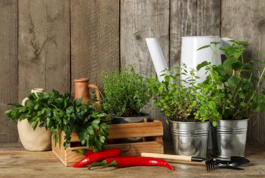 Farklı aromatik saksı bitkileri, bahçe aletleri ve ahşap masada kırmızı biber.