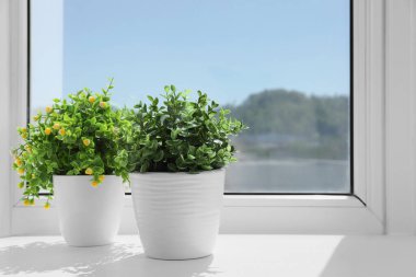 Suni tencereli bitkiler güneşli bir günde pencere pervazında, mesaj için yer var. Ev dekoru