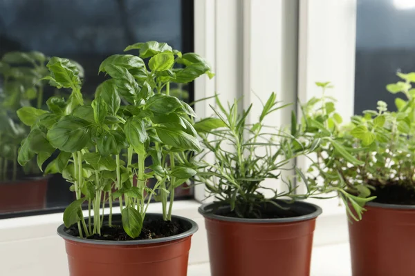 Different Aromatic Potted Herbs Windowsill Indoors Closeup — Fotografia de Stock