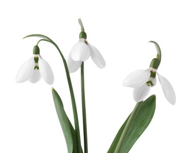 Beyazlar üzerinde izole edilmiş güzel kar damlaları. Bahar çiçekleri