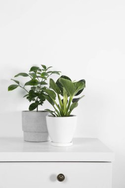 Kapalı alandaki beyaz çekmecelerin üstündeki saksılarda güzel bitkiler. Ev dekorasyonu