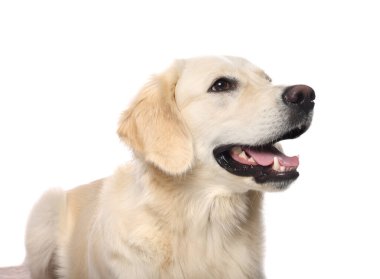 Beyaz arka planda dili gösteren şirin Labrador Retriever