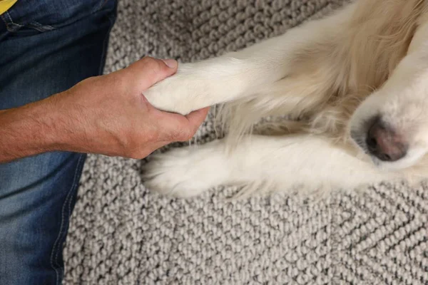 Man Met Hondenpoot Deken Bovenaanzicht — Stockfoto
