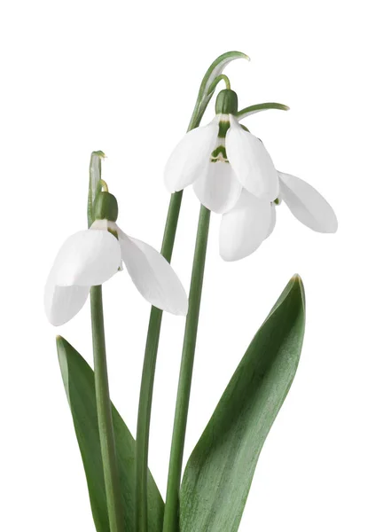 stock image Beautiful snowdrops isolated on white. Spring flowers