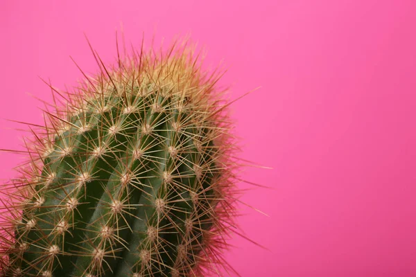 Hermoso Cactus Verde Sobre Fondo Rosa Primer Plano Con Espacio —  Fotos de Stock
