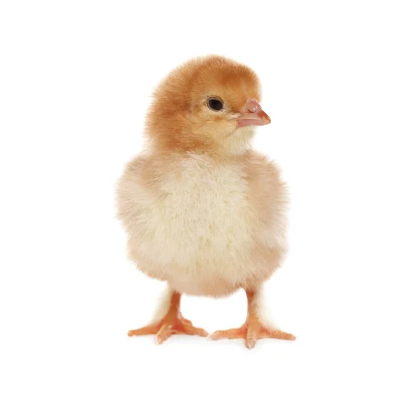 白い背景にかわいいふわふわの赤ちゃん鶏 — ストック写真