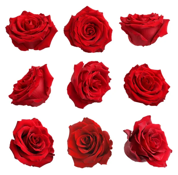 Set Red Rose Buds Isolated White — Stock Photo, Image