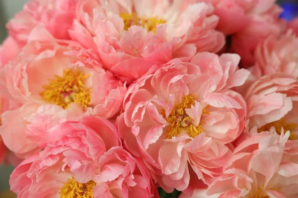 Veel Mooie Roze Pioenroos Bloemen Close Uitzicht — Stockfoto