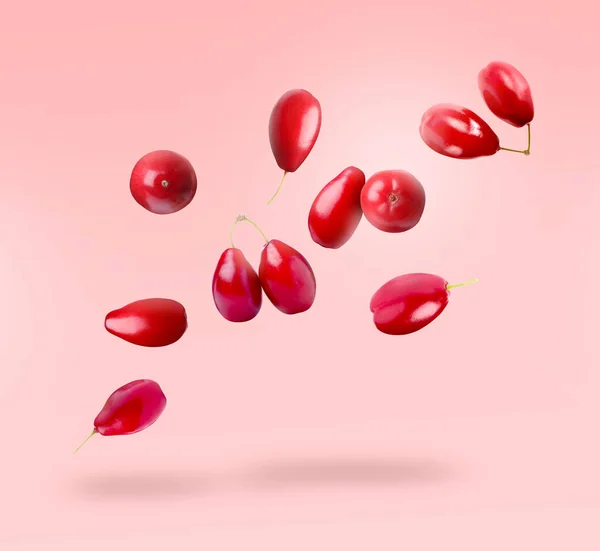 ピンクの背景に落ちる新鮮な赤い犬の木の果実 — ストック写真