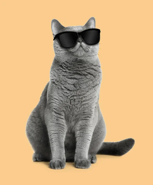 薄いオレンジの背景にサングラスでかわいいふわふわの猫 — ストック写真