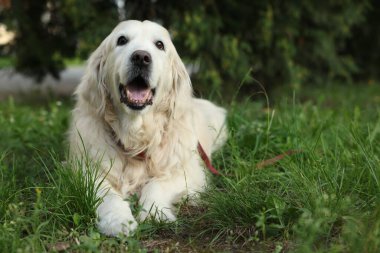 Parktaki yeşil çimlerin üzerinde uzanan sevimli golden retriever, mesaj için yer