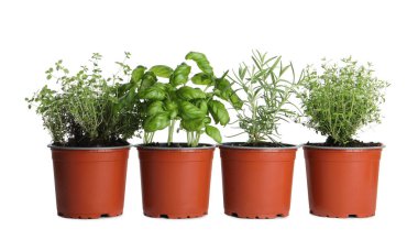 Beyaz arka planda farklı aromatik saksı bitkileri