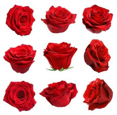 Beyaz üzerine izole kırmızı gül tomurcukları ile set