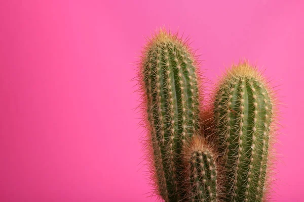Gyönyörű Zöld Kaktusz Rózsaszín Háttérrel Hely Szövegnek Trópusi Üzem — Stock Fotó