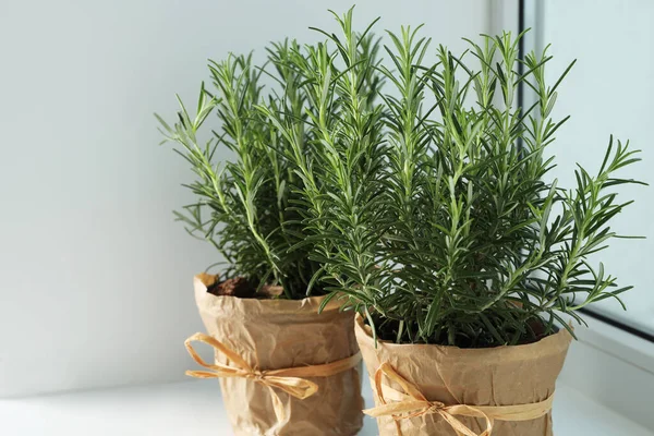 Rosemary Verde Aromático Vasos Peitoril Janela — Fotografia de Stock