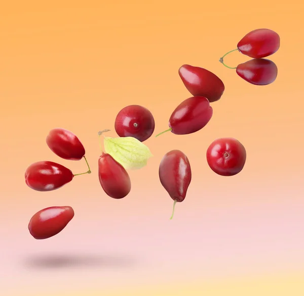 Frische Rote Hartriegel Beeren Und Blatt Fallen Auf Gefällgrund — Stockfoto