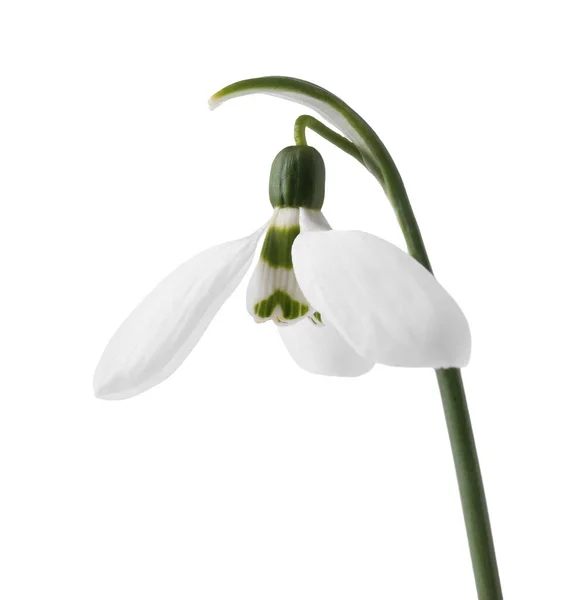 Beautiful Snowdrop Isolated White Spring Flower Royalty Free Stock Images
