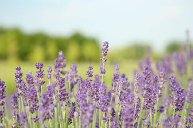 Güzel açan lavanta tarlada büyüyor, yakın plan