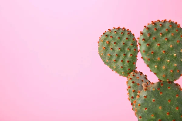Piękny Zielony Kaktus Opuntia Jasnoróżowym Tle Zbliżenie Miejsce Tekst — Zdjęcie stockowe