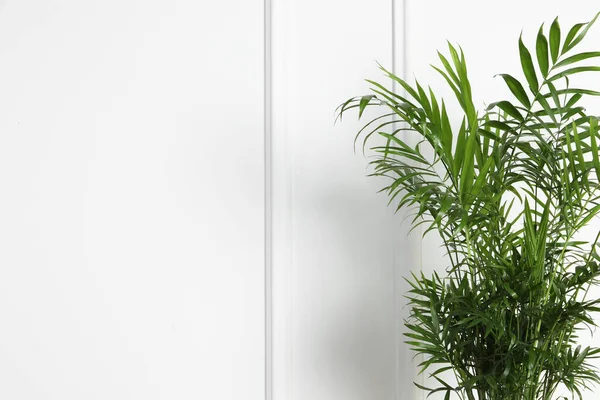 Hermosa Planta Chamaedorea Cerca Pared Blanca Espacio Para Texto Decoración —  Fotos de Stock