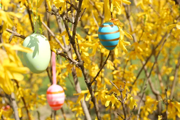 Beautifully Painted Easter Eggs Hanging Tree Outdoors Closeup Space Text — Stock Photo, Image