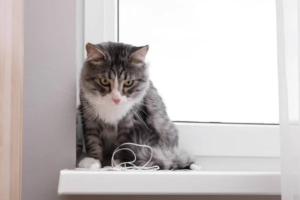 Άτακτη Γάτα Χαλασμένα Ενσύρματα Ακουστικά Εσωτερικό Χώρο — Φωτογραφία Αρχείου