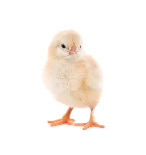Милый Пушистый Цыпленок Белом Фоне — стоковое фото