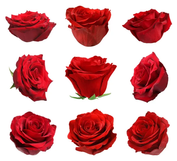 Set Red Rose Buds Isolated White — Stock Photo, Image