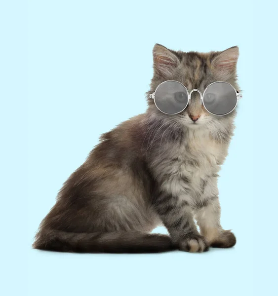 Cute Fluffy Kitten Sunglasses Light Blue Background — Stock Photo, Image