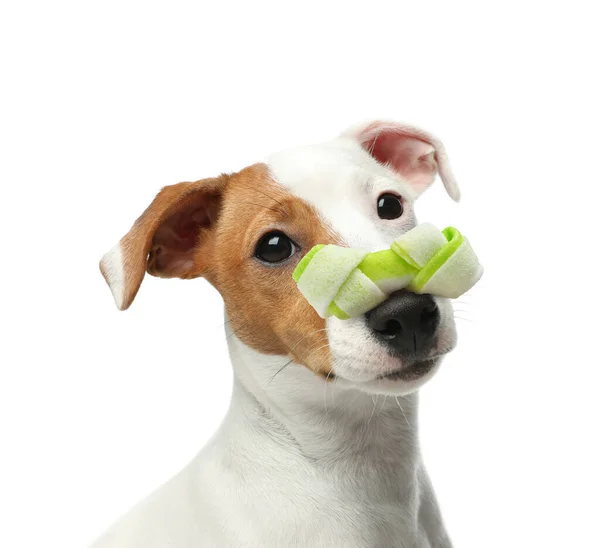 Lindo Jack Russell Terrier Con Hueso Perro Tratar Nariz Contra — Foto de Stock