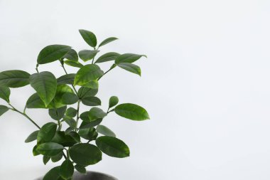 Beyaz arka planda güzel bir limon ağacı, mesaj için yer var. Ev dekorasyonu