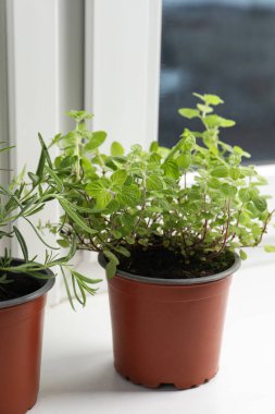 Aromatik kekik saksısı ve biberiye pencere eşiğinde, kapalı.