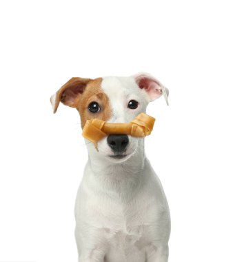 Beyaz arka planda kemik köpek muamelesi gören sevimli Jack Russell Terrier.