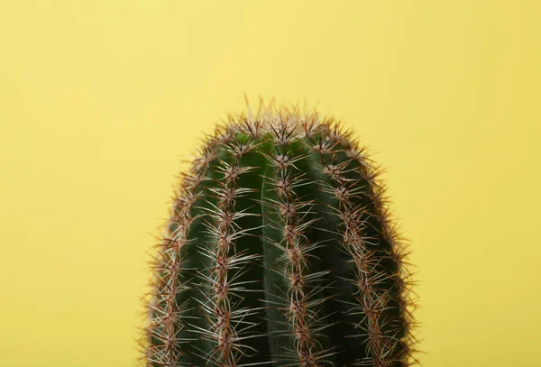 Piękny Zielony Kaktus Żółtym Tle Zbliżenie Roślina Tropikalna — Zdjęcie stockowe