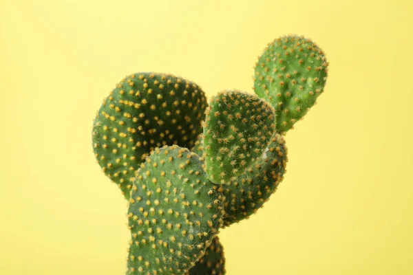 Schöner Grüner Opuntia Kaktus Auf Gelbem Hintergrund Nahaufnahme — Stockfoto