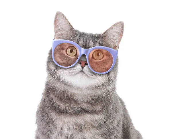 Cute Fluffy Cat Sunglasses White Background — Stock Photo, Image
